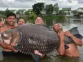 Ein riesiger Karpfen von 280 kg wird von drei glücklichen Anglern im Wasser gehalten.