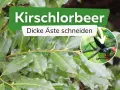 Kirschlorbeer: dicke Äste schneiden mit einer Gartenschere.
