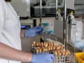 Laborantka w niebieskich rękawiczkach trzyma probówkę z żółtym płynem. W tle stoją liczne probówki i sprzęt laboratoryjny, sugerujący pracę nad analizą ccp.