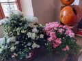 Dwie donice z kwitnącymi krzewami – biała i różowa kamelia japońska w ogrodzie.