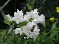 Ein Strauß zarter, weißer Jasmin blumen mit gelben Staubgefäßen, umgeben von grünen Blättern.