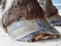 Gros plan sur les sabots d'un cheval, l'un d'eux semble avoir une fourmilière sabot cheval.