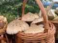 Kosz pełen kani, idealnych do mrożenia na zimę. Grzyby leśne w wiklinowym koszu.