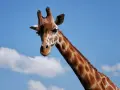 Żyrafa w Tanzanii, z charakterystycznym wzorem na szyi, patrzy w stronę obiektywu na tle błękitnego nieba z chmurami.