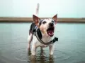 Chien dans l'eau, aboyant fort. Comment faire pour que mon chien arrête d'aboyer ? Ce petit chien semble avoir beaucoup à dire !
