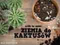 Kaktusy w doniczce i ziemia do kaktusów. Czy ziemia do kaktusów nadaje się do innych kwiatów? Dowiedz się, jak zrobić własną mieszankę.