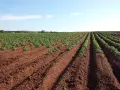 Vasto campo di patate in file ordinate su terreno rossastro. Il terreno fertile suggerisce il miglior concime per patate per una crescita rigogliosa.