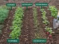Rządki koperku, pietruszki i rzodkiewki w gruncie. Kiedy siać koper do gruntu? Wiosną, gdy minie ryzyko przymrozków.