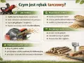 Budowa i działanie rębaka tarczowego: tarcza tnąca, noże, łopatki wyrzucające zrębki. Idealny do gałęzi, zapewnia precyzyjne cięcie.