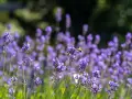 En humla flyger över en fält av lila timjan blomma i solljus.