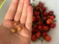 Pestki czereśni w dłoni, gotowe do próby, jak sadzić czereśnie z pestki. W tle miska pełna owoców.