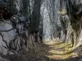 Wąwóz z odsłoniętymi korzeniami drzew i ścieżką pokrytą liśćmi.