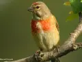Pájaro pardillo con pecho anaranjado posado en una rama.