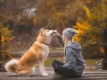Piękny akita inu waga, karmiony przez kobietę na drewnianym moście. Jesienne liście tworzą tło.