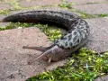 Plamisty ślimak bez skorupy pełznie po wilgotnej ścieżce. Zastanawiasz się, jak pozbyć się ślimaków bez skorupy?