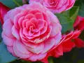 Primer plano de dos tipos de camelias rosadas, una completamente abierta y otra parcialmente visible, rodeadas de hojas verdes.
