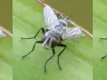 Trzy zbliżenia na muchę na zielonym liściu, ukazujące detale jej oczu i skrzydeł dzięki technice focus stacking.