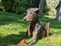Elegancki doberman niebieski leży na trawie, ciesząc się słońcem. Jego sierść mieni się w promieniach, a uszy są lekko opuszczone.