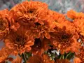 Un ramo de vibrantes flores de noviembre, con pétalos anaranjados que parecen pequeñas llamas.