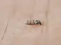 Mały meszek na skórze. Szukasz domowych sposobów na meszki? Ten owad może być uciążliwy.