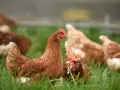 Galline brune in un prato verde, che cercano insetti e semi, mostrando cosa mangiano le galline in natura.