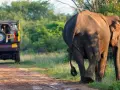 Słoń na Sri Lance, sierpień. Safari jeep na tle zieleni.