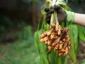 Frisch geerntete Kurkuma-Pflanze mit leuchtend orangefarbenen Wurzelstöcken, gehalten in einer behandschuhten Hand vor grünen Blättern.