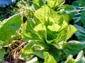 Ein knackiger zuckerhut salat, dessen Blätter im Sonnenlicht leuchten. Er ist bereit für die Ernte, vielleicht mit einem leicht bitteren, erfrischenden Geschmack.