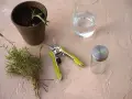 Gathering supplies to learn how to grow rosemary from cuttings: a pot with soil, fresh rosemary sprigs, pruning shears, and water.
