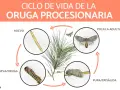 Ciclo de vida de la oruga procesionaria: huevos, larva, pupa y polilla adulta. La imagen muestra las distintas etapas de desarrollo de la oruga procesionaria.
