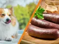 Czy pies może jeść kaszankę? Dowiedz się, jak to wpłynie na zdrowie psa