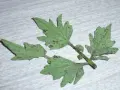 Hojas de tomate con manchas oscuras, indicativo de enfermedad de las hojas del tomate.
