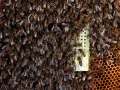 Enjambre de abejas en una pared, con una reina en el centro. Si buscas como eliminar abejas de una pared, esta imagen muestra la magnitud del problema.