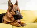 Jak wychować owczarka niemieckiego, aby uniknąć problemów behawioralnych