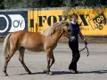 Une femme mène un cheval alezan, un **argento etalon**, devant un mur jaune avec des logos.