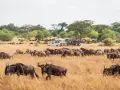 Stado gnu na sawannie, świadkowie wielkiej migracji. Dwa samochody terenowe obserwują zwierzęta w trawie.
