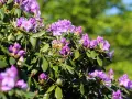 Jakie odstępy sadzenia rododendronów zapewnią im zdrowy wzrost?