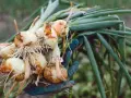Mano guantata raccoglie cipolle appena sradicate, con radici e foglie verdi. È il momento giusto quando raccogliere le cipolle.