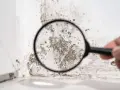 Lupe enthüllt dunklen schimmel in der wohnung an einer weißen wand.