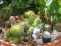 Un surtido de cactus con flores rosadas y rojas, en macetas individuales dentro de una maceta grande de terracota.