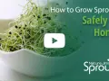 Fresh sprouts in a white bowl, with text overlay "How to Grow Sprouts Safely at Home" and a play button.