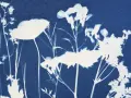 Cianotipia que es: un hermoso negativo de flores y hierbas silvestres en tonos azules y blancos, con un aire etéreo.