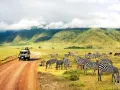 Niesamowity safari z Zanzibaru! Stado zebr pasących się na tle zielonych wzgórz, a obok przejeżdża terenowy samochód.