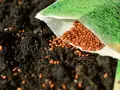 Graine de cresson versée sur la terre, promettant ses nombreux bienfaits pour la santé.