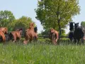 Un troupeau de chevaux, certains homozygotes, galopent dans un pré verdoyant sous un ciel bleu.