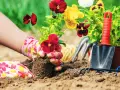 Hands in floral gloves plant pansies in rich soil, creating a beautiful flower bed. This is the best soil for flower beds.