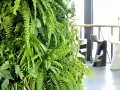 Zielona ściana z paproci domowej i innych roślin tworzy naturalną oazę w nowoczesnym wnętrzu.