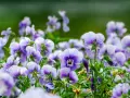 En äng full av lila och vita viola wittrockiana blommor, med en mjukt grön bakgrund.