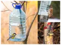 Pomysły karmnik dla ptaków diy: sikorka i wróbel jedzą z butelek PET.