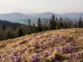 Góry z kwitnącym dywanem krokusów. W oddali widać łagodne szczyty, a na pierwszym planie rozciąga się łąka pełna fioletowych kwiatów, przypominających o wiośnie na Turbaczu.